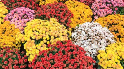 El Truco Del Bicarbonato Para Mantener Tus Plantas Sanas Y Llenas De Flores