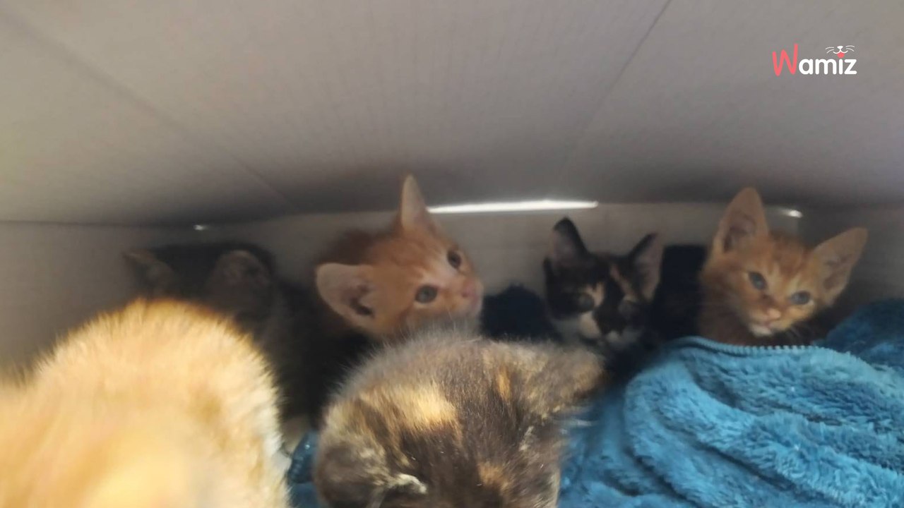 Hautes-Pyrénées : ils trouvent un carton de Playstation devant le refuge pour animaux et passent un coup de gueule