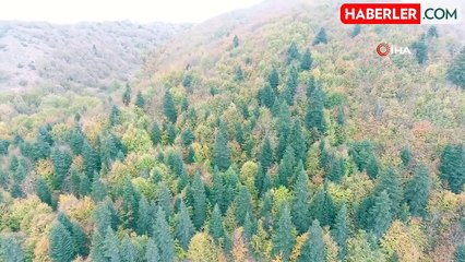 Sinop'ta Sonbahar Renkleri Kartpostal Gibi