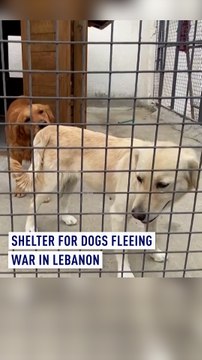 Shelter for dogs fleeing war in Lebanon
