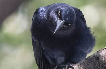 Crows can hold a grudge for 17 years