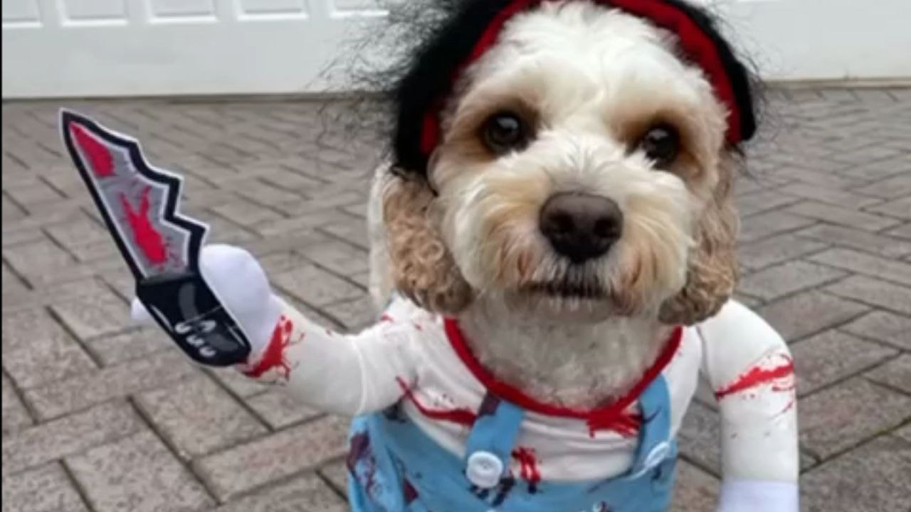 Little pup looks like a crazy killer on the loose in Halloween costume