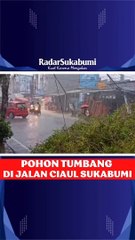 Akibat hujan deras, pohon tumbang di Jalan Ciaul Kota Sukabumi