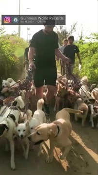 Record du nombre de chiens en promenade (1)