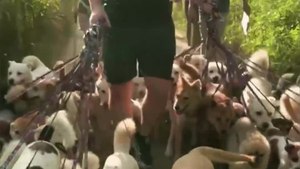 Record du nombre de chiens en promenade (1)