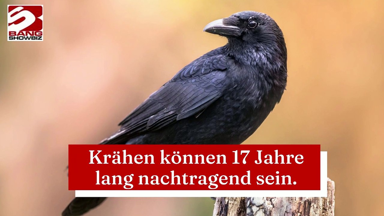 Krähen können 17 Jahre lang nachtragend sein.