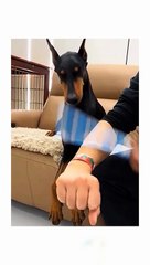 Funny animal videos  #funnyanimals #pet #cat #dog #cute #animals