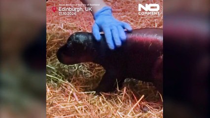Meet Haggis, a newborn pygmy hippo at Edinburgh's zoo