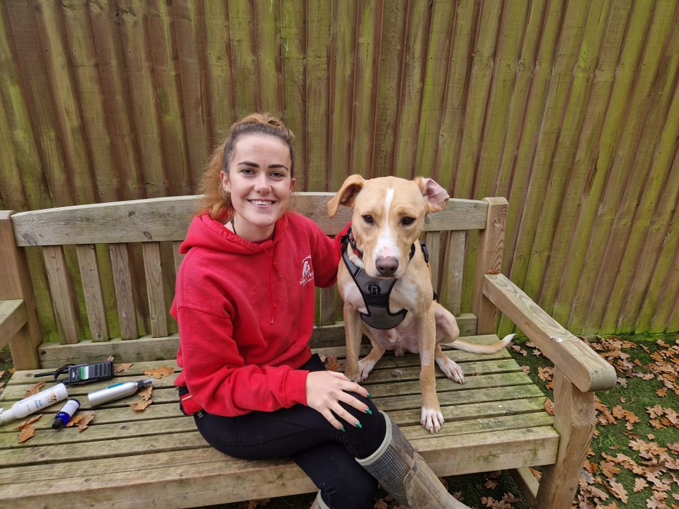Bonfire Night Bristol: We visit Holly Hedge Animal Sanctuary to learn about how the animals at the shelter are impacted by fireworks and tips to calm pets at home