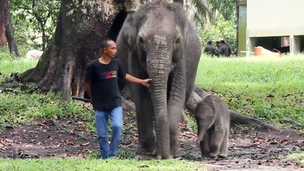 Indonésie: rare naissance d'un éléphant de Sumatra, en danger critique d'extinction