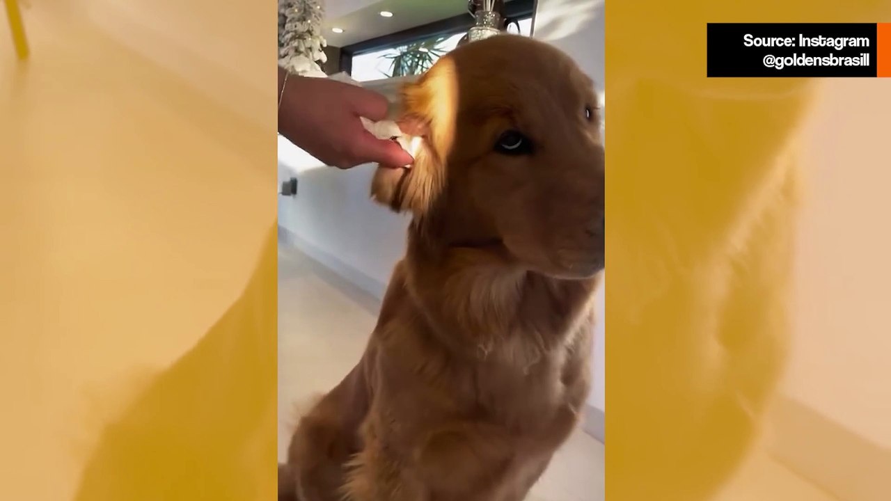 Hulvaton video: Golden Retriever sulaa täysin, kun sen korva puhdistetaan