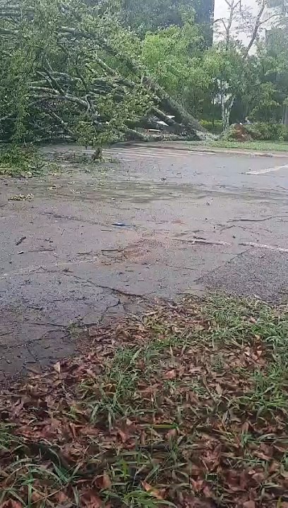 Árvore cai em cima de carro na 403 Norte