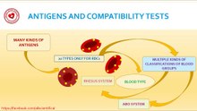 Antigens and blood compatibility tests
