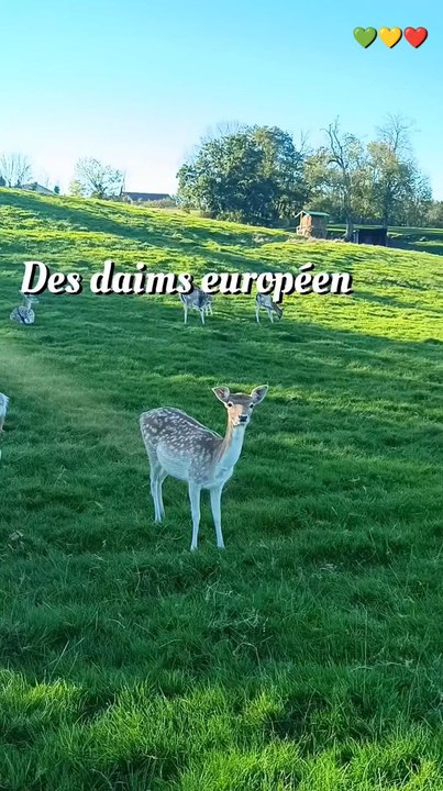 Le parc à Daims d'Évaux les Bains
