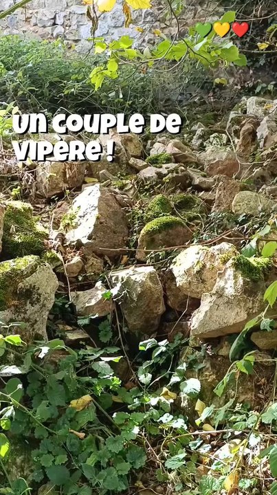 Un couple de vipères aspic à Evaux les Bains