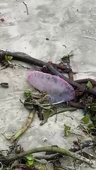 Perigosas caravelas-portuguesas surgem em Balneário Camboriú e reforçam alerta; veja fotos