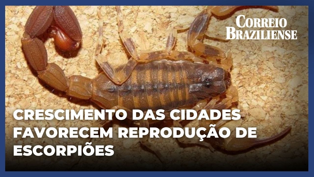 Escorpiões prosperam com crescimento das cidades e se tornam cada vez mais letais