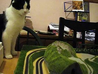 NEWS FLASH Monster Cat Attacks Train!