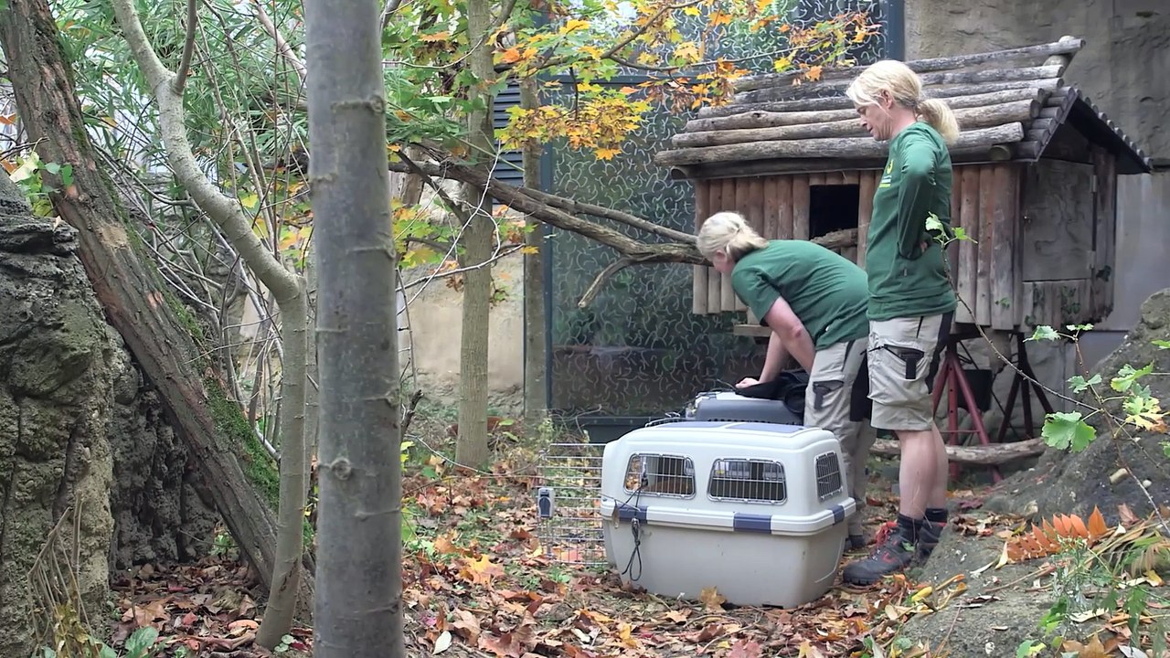 Zoo Vienna  Rote Pandas erkunden neues Zuhause
