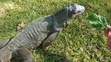 Feed Me! (Green Iguana Diet)