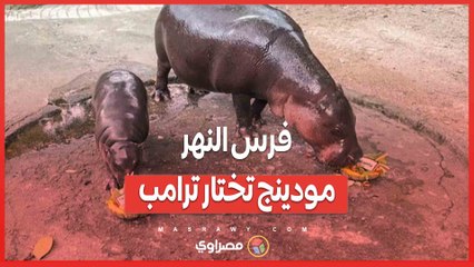 فرس النهر مو دينج .. الأيقونة الجديدة في التنبؤات السياسية