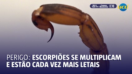 Escorpiões se multiplicam e ficam mais letais com o crescimento das cidades