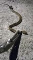 Cobra entre as mais venenosas do Brasil é encontrada dentro de casa em Florianópolis