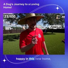 A Dog's Journey to a Loving Home!
