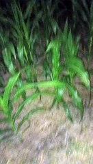 Ekspedisi malam hari