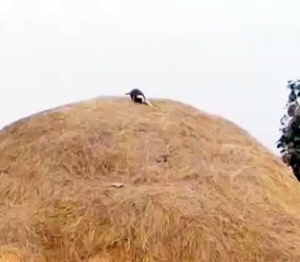 Dogi playing with his family members