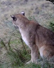 Unik ! Ternyata Suara Puma Patagonia Liar Ketika Sedang Memanggil Pasangannya, Mirip Seperti Meong Kucing