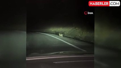 Erzincan'da Nesli Tükenme Tehlikesi Altındaki Vaşak Görüntülendi
