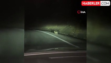 Erzincan'da Nesli Tükenme Tehlikesi Altındaki Vaşak Görüntülendi