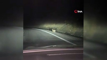 Nesli tehlike altındaki yavru vaşak kamerada