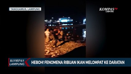 Heboh! Fenomena Ribuan Ikan Melompat ke Daratan di Lampung