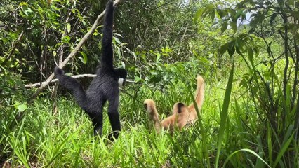 Gibbon cute couple fun and joyful moment - Primates Planet