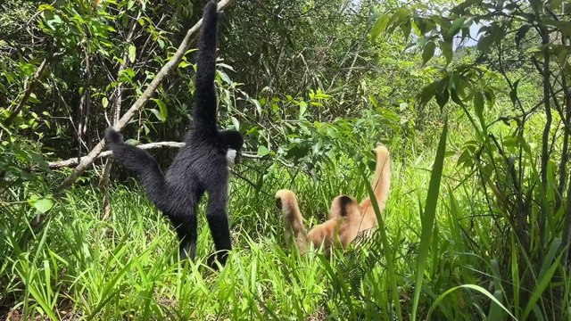 Gibbon cute couple fun and joyful moment - Primates Planet