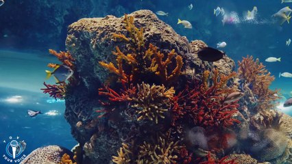 Baby shark With a twist V2-1 #Babysensory  #BabySharkDance #DaddyShark #GrandmaShark