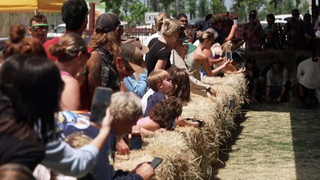Croc races celebrated in tiny Northern Territory town of Berry Springs