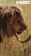 The Greedy Lion_ A Lesson Learned