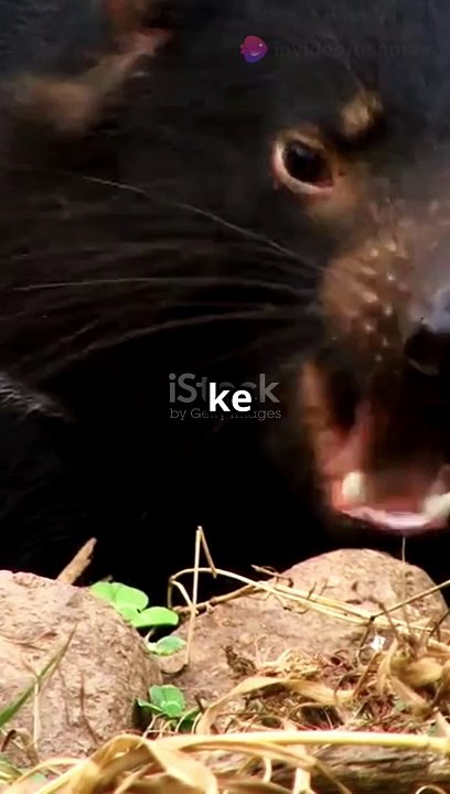 The Enigmatic Voice of the Night: Understanding the Tasmanian Devil