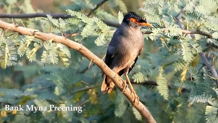 Bank Myna Preening Behaviour