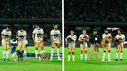Pumas salta a la cancha a enfrentar a Querétaro acompañado de tiernos perritos