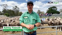 Mount Pleasant off-shears and first-cross ewe sale