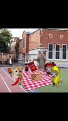 Banana Cat And Happy Cat School Day Part 34 Cartoon Cat  _animation _catmeme _catmemes(360P)