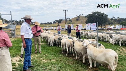 Top-priced lot selling at the Sheepmaster Parent Stud sale at Woodstock