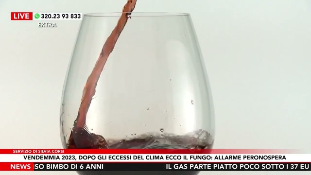 Vendemmia 2023, dopo gli eccessi del clima ecco il fungo: allarme peronospora - IL SERVIZIO