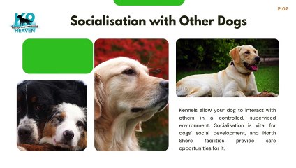 Benefits of Choosing a Kennel in North Shore for Your Dog