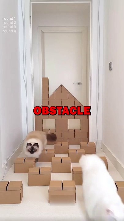 CAT OBSTACLE COURSE! #animalstories #pets #cat #funny #cuteanimals #funnyanimals
