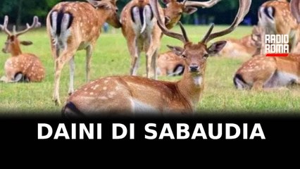 La regione dà l'ok per sparare ai daini di Sabaudia
